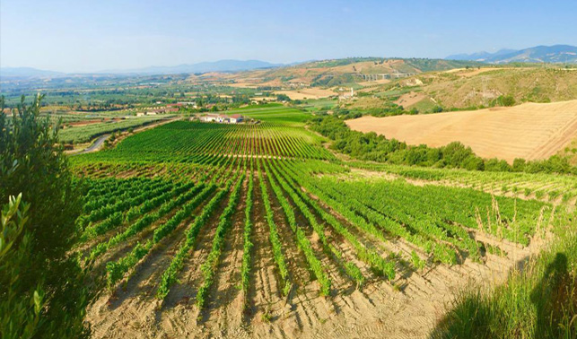 Vigneto Tenuta Celimarro